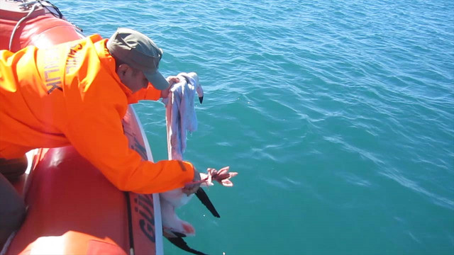 İskenderun Körfezi'nde hasta flamingo bulundu