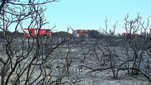 İzmir'de makilik alanda yangın