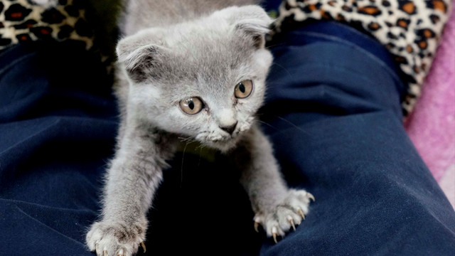 Kaçak kedi köpek yavrularına alıcı çıkmadı