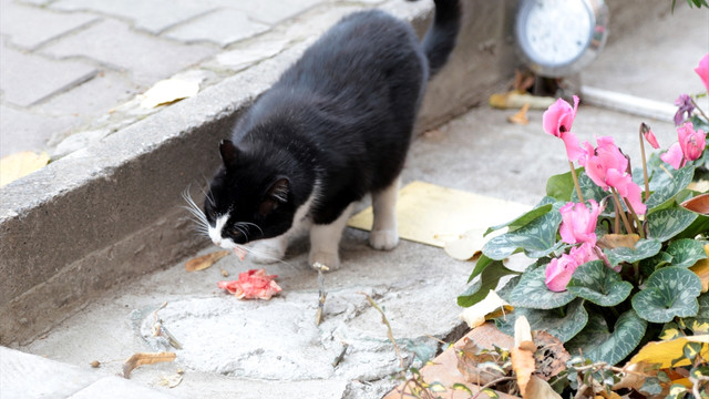 Kadıköy'deki kedi Tombili'nin heykeli çalındı