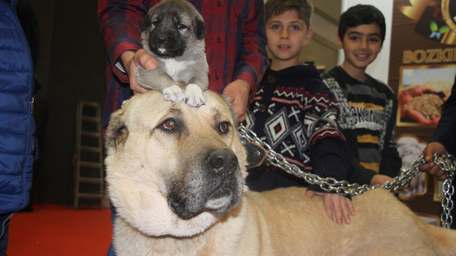 Karabaş fuarın ilgi odağı oldu