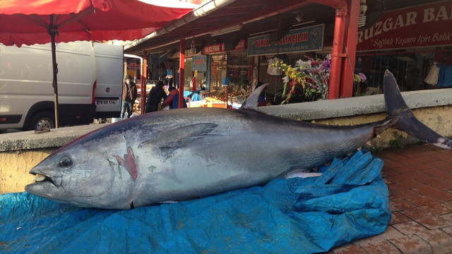 Karabük'te 200 kiloluk orkinos balığı ilgi çekiyor