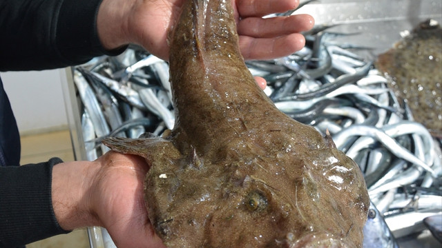 Karadeniz'de ağlara fener balığı takıldı