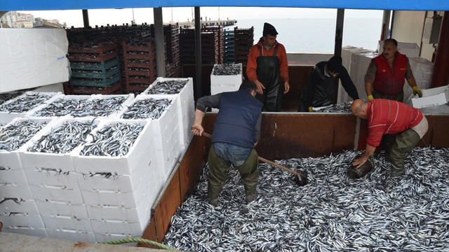 Karadeniz'de hamsi bereketi