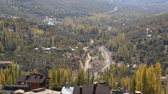 Kesilen kavaklar istiridye mantarı ile umuda dönüştü
