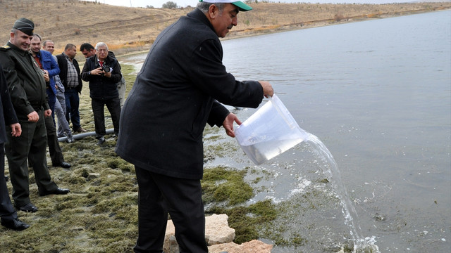 Kırıkkale'de 100 bin pullu sazan baraj gölüne bırakıldı