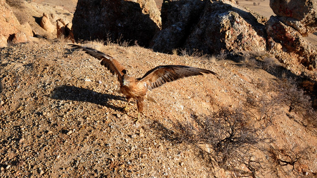 Kırıkkale'de tedavi edilen kızıl şahin doğaya salındı