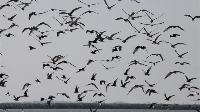 Kızılırmak Deltası'nda kuş varlığı artıyor