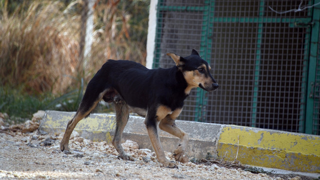 Köpeğin karnından 2 kilogram tümör çıkarıldı