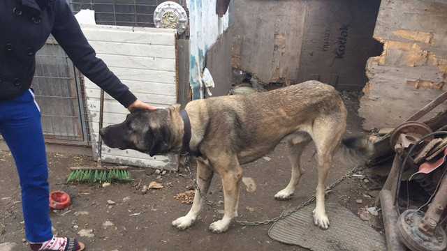 Köpeğin otomobilin arkasında sürüklenmesi