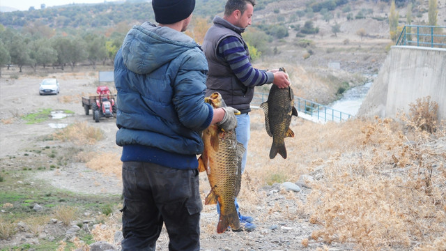 Kuruyan Behramkale Göleti'nde balıklar telef oldu