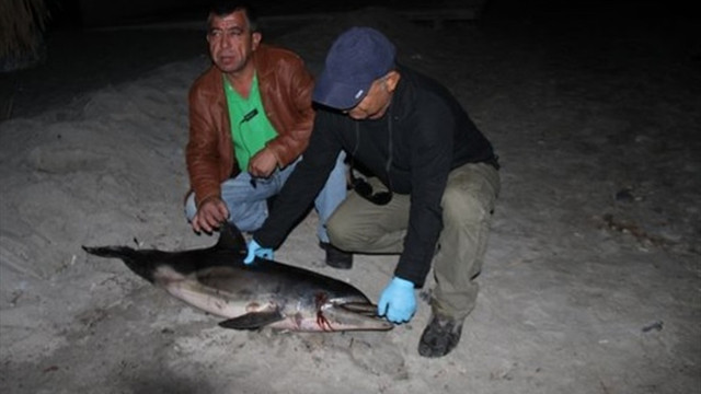 Kuşadası'nda yavru yunus kıyıya vurdu