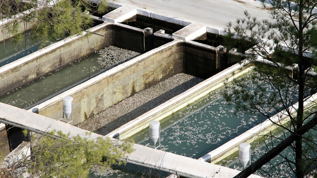 Muğla'da binlerce alabalık telef oldu