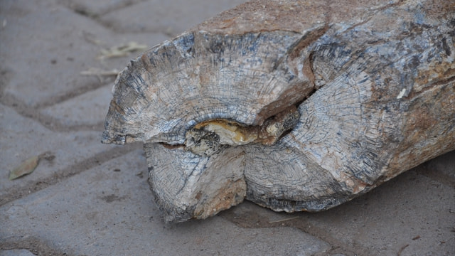 Nevşehir'de fil dişi fosili bulundu