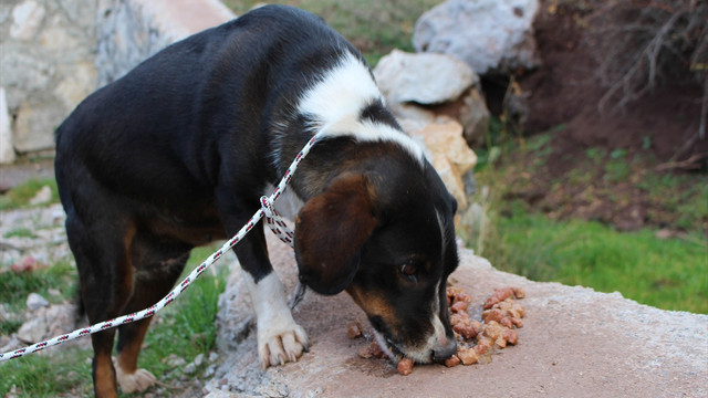 Ölüme terk edilen köpeklere belediye sahip çıktı