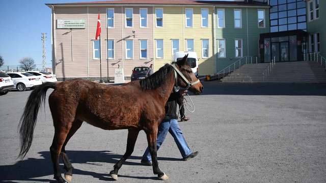Otistik çocukların çalınan atı Hazal bulundu
