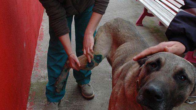 Otomobile bağlanarak sürüklenen köpek barınağa alındı