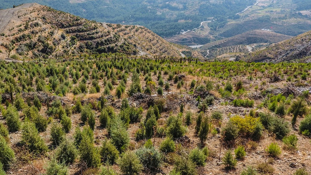 Sabuncubeli'deki yangın alanında ağaçlandırma çalışmaları