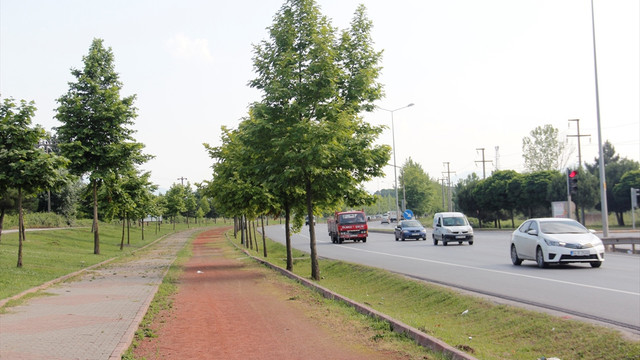 Sakarya'da 2 bin 300 çınar fidanı toprakla buluştu