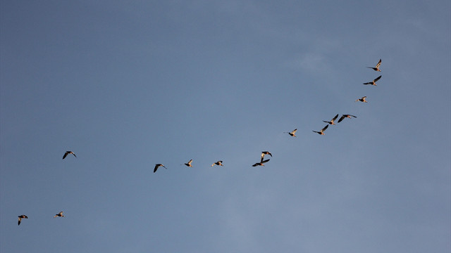 Seyfe Gölü Kuş Cenneti'nin yönetim planı revize edildi