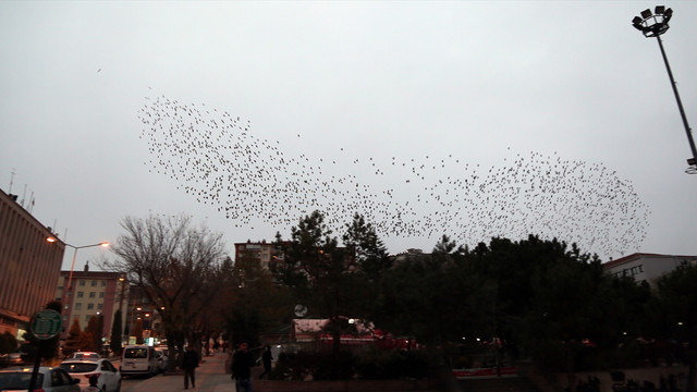 Sığırcıklardan görsel şölen