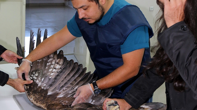 Sivas'ta yaralı kartal tedavi altına alındı