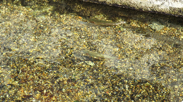 Süs havuzunda balık avladılar