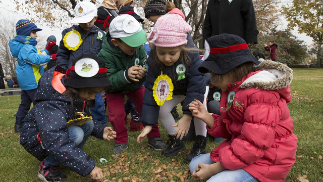 TBMM'de palamut toplama şenliği