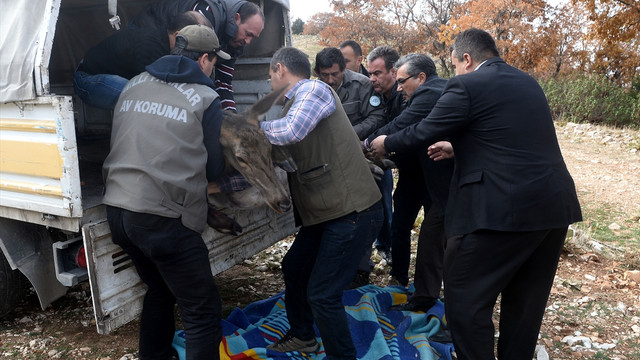 Tedavi edilen kızıl geyik doğaya bırakıldı