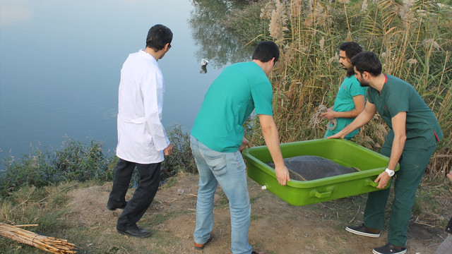Tedavi edilen Nil kaplumbağası suya bırakıldı