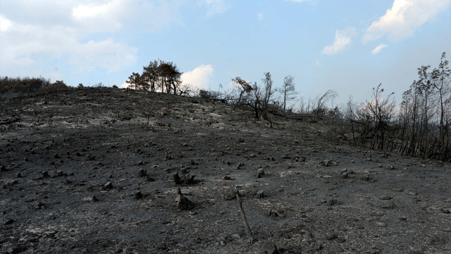 Tokat'taki orman yangını