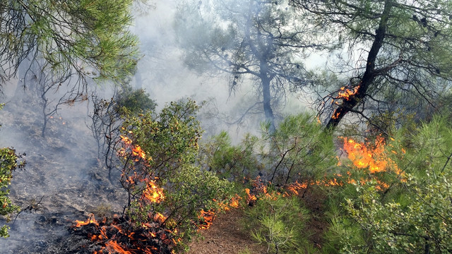 Tokat'taki orman yangını