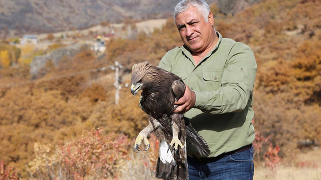 Tunceli'de tedavi edilen yaralı kartal doğaya bırakıldı