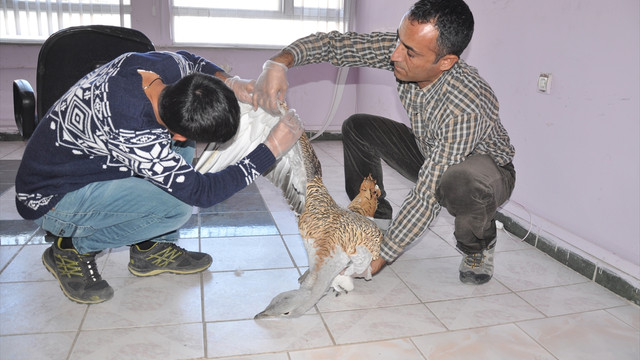Tunceli'de yaralı toy kuşu bulundu