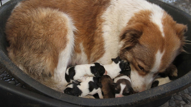 Tünelde doğum yapan köpek ve yavruları korumaya alındı