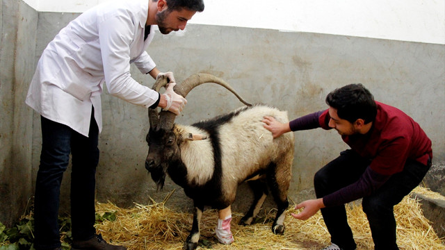 Yaralı dağ keçisi tedavi altına alındı