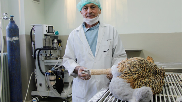 Yaralı toy kuşu Elazığ'da tedavi altına alındı