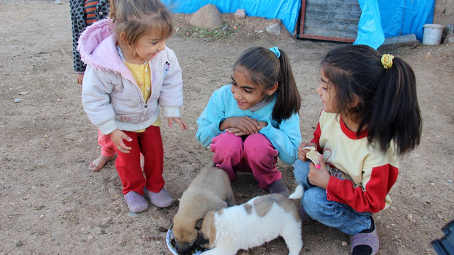 Yaşam mücadelerine köpek yavrularını da dahil ettiler