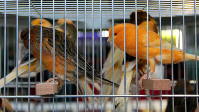 21. Kanarya ve Kafes Kuşları Türkiye Şampiyonası