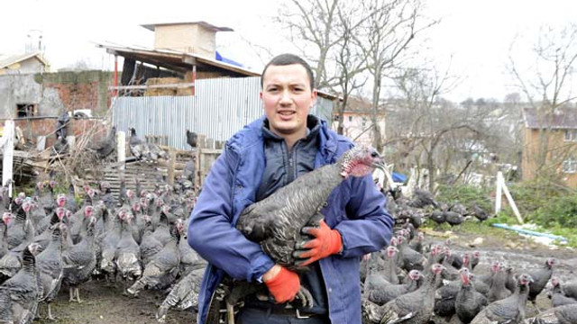Yılbaşı öncesi Kandıra hindisi yok satıyor