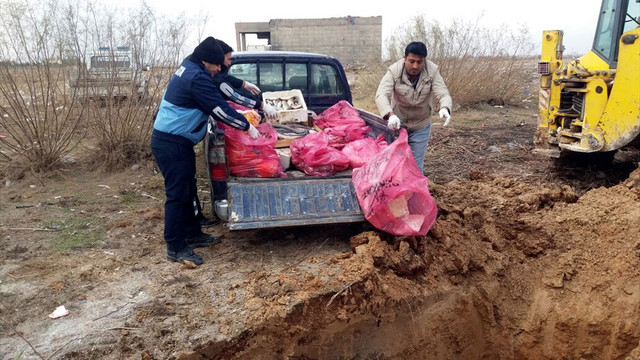 Akçakale'de kedi eti ile kaçak et ele geçirildi