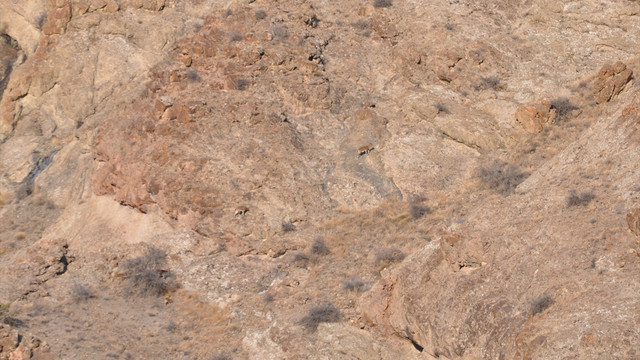 Artvin'de yaban keçisi envanteri çıkarıldı