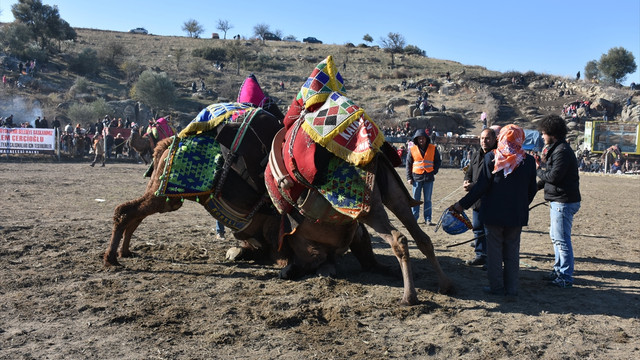 Aydın'da deve güreşi festivali