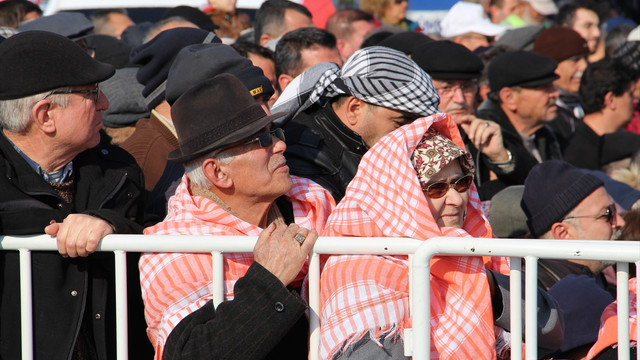 Aydın'da deve güreşi festivali