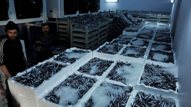 Batı Karadeniz'de bir haftada 2,8 bin ton hamsi avlandı