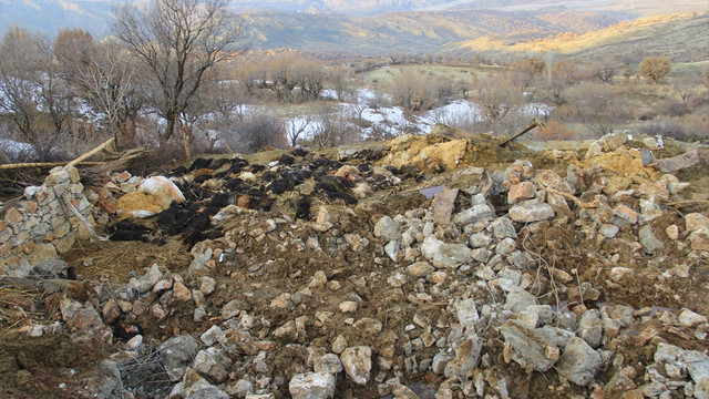 Batman'da ahırın çökmesi sonucu 180 keçi telef oldu