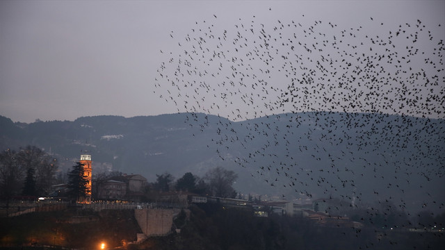 Bursa'da sığırcıkların dansı