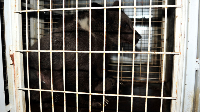 Bursa'da yavru ayılara tır çarptı