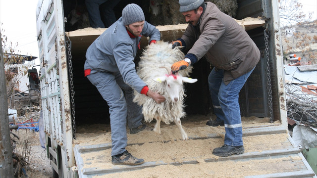Büyükşehir Belediyesinden genç çobana keçi desteği