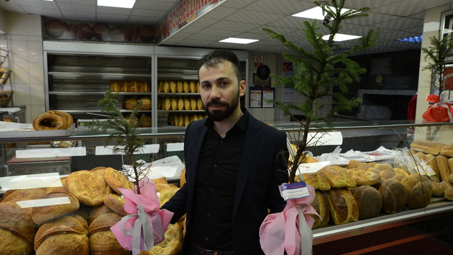 Çam ağaçlarının kesilmemesi için fidan dağıtıyor